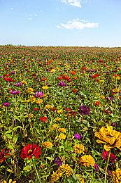 找寻千禧年的时光印记《片语：蔚然生长》定档8月1日正式发售